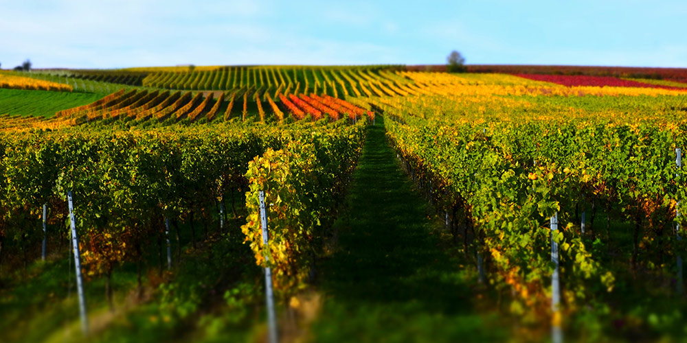 rheinhessen